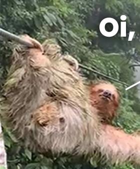 Watch This Kid Come Face-To-Face With A Sloth, Literally.