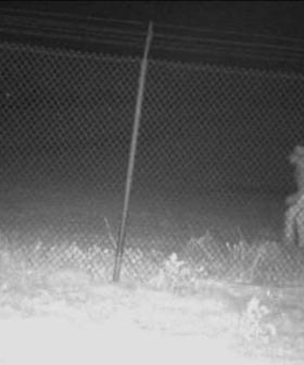 Strange Creature Captured By Security Cameras At Zoo In Texas